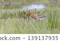 Black-tailed godwit forages in wet grassland at Eempolder in the Netherlands during springtime 139137935