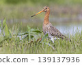Black-tailed godwit walking in wet grassland at Eempolder in the Netherlands during sunny weather 139137936