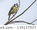 Eurasian blue tit perching on a branch in the Netherlands during mid-morning light 139137937