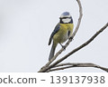 Eurasian blue tit perching on a branch in the Netherlands during mid-morning light 139137938