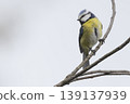 Eurasian blue tit perching on a branch in the Netherlands during mid-morning light 139137939