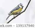 Eurasian blue tit perching on a branch in the Netherlands during mid-morning light 139137940