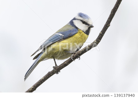 Eurasian blue tit perching on a branch in the Netherlands during mid-morning light Eurasian blue tit perching on a branch in the Netherlands during mid-morning light 139137940