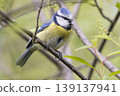 Eurasian blue tit perches on a branch in the Netherlands during springtime, engaging in vocal activity near fresh green leaves 139137941