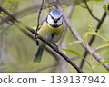 Eurasian blue tit sits on branch in the Netherlands while searching for food among leaves and twigs in springtime 139137942