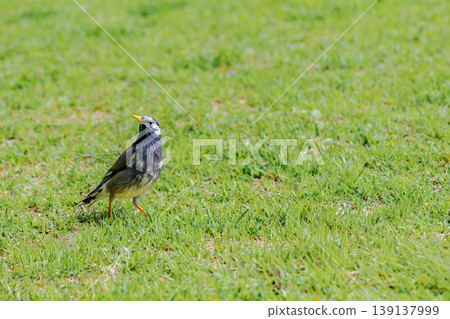 Mukudori walking on the lawn Mukudori walking on the lawn 139137999