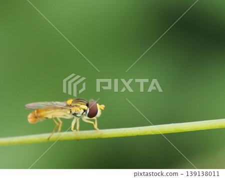 A tiny horsefly perched on a slender stem A tiny horsefly perched on a slender stem 139138011