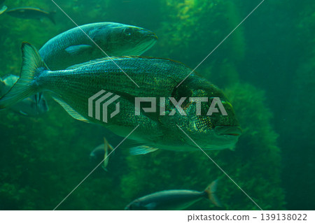 A gilthead seabream, Sparus aurata, swimming in crystal-clear waters, ideal for aquaculture and commercial fishing topics today A gilthead seabream, Sparus aurata, swimming in crystal-clear waters, ideal for aquaculture and commercial fishing topics today 139138022