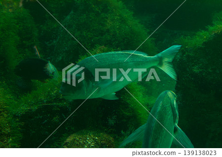 A gilthead seabream, Sparus aurata, swimming in crystal-clear waters, ideal for aquaculture and commercial fishing topics today A gilthead seabream, Sparus aurata, swimming in crystal-clear waters, ideal for aquaculture and commercial fishing topics today 139138023