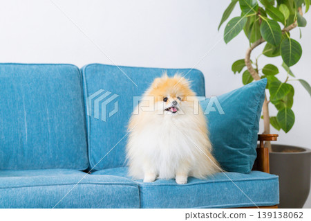 Pomeranian放鬆在沙發上 Pomeranian放鬆在沙發上 139138062