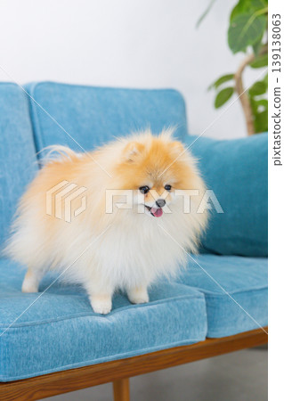 Pomeranian放鬆在沙發上 Pomeranian放鬆在沙發上 139138063