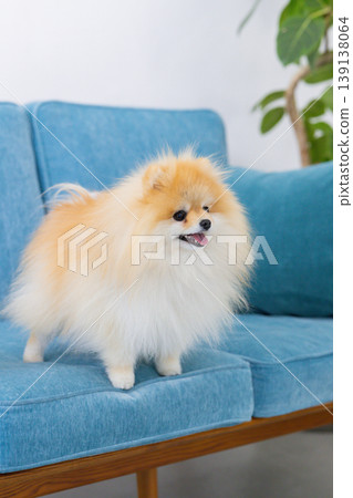 Pomeranian放鬆在沙發上 139138064