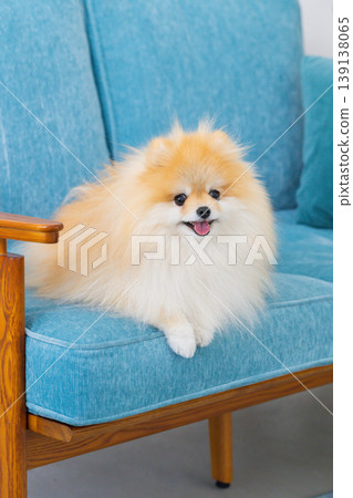 Pomeranian relaxing on sofa 139138065