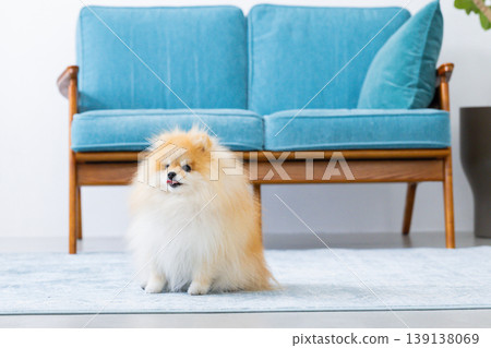 Pomeranian relaxing on sofa 139138069