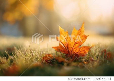 Red yellow maple leaf with free space. Web banner design for autumn season, end year activity. Soft focus, warm light bokeh background. Abstract seasonal backdrop, close up fall ground covered leaves Red yellow maple leaf with free space. Web banner design for autumn season, end year activity. Soft focus, warm light bokeh background. Abstract seasonal backdrop, close up fall ground covered leaves 139138221