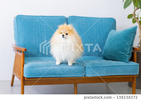 Pomeranian relaxing on sofa Pomeranian relaxing on sofa 139138372