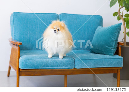 Pomeranian relaxing on sofa Pomeranian relaxing on sofa 139138375