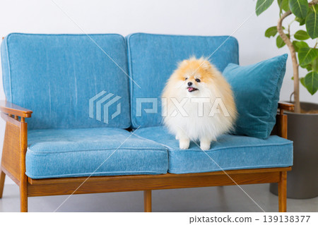 Pomeranian放鬆在沙發上 139138377