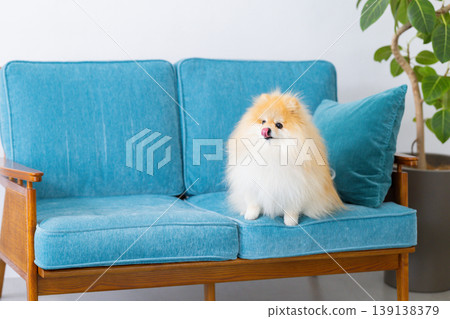 Pomeranian放鬆在沙發上 139138379
