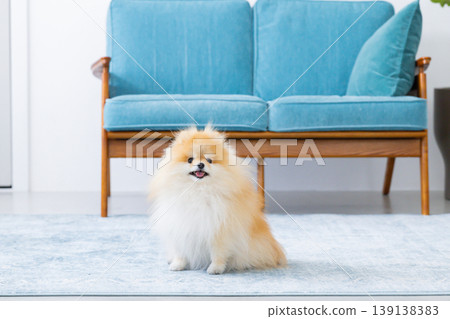 Pomeranian放鬆在沙發上 139138383