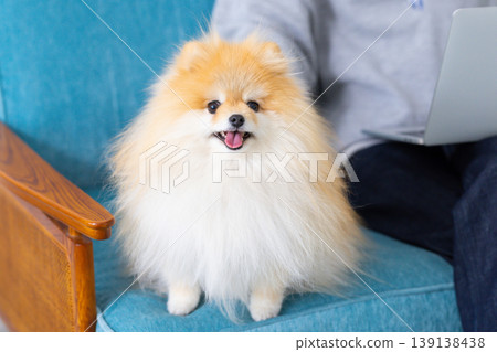 Pomeranian放鬆在沙發上 139138438