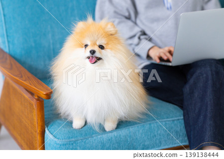 Pomeranian relaxing on sofa Pomeranian relaxing on sofa 139138444