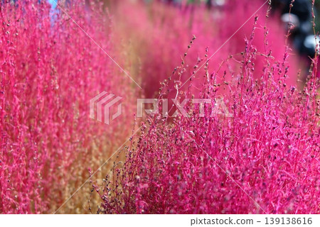 Autumn kochia with its stems and leaves turning red. Autumn kochia with its stems and leaves turning red. 139138616