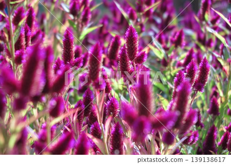 Flowers that adorn autumn flowerbeds: Reddish-purple celosia (Amaranthus celosia) Flowers that adorn autumn flowerbeds: Reddish-purple celosia (Amaranthus celosia) 139138617