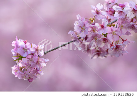 Kawazu cherry tree Kawazu cherry tree 139138626