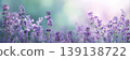 Lavender field in bloom blurred background. Panoramic floral nature scene. Fine delicate violet flowers plant. Soft focused blooming on blur natural backdrop. Panorama wide banner for website. Header 139138722