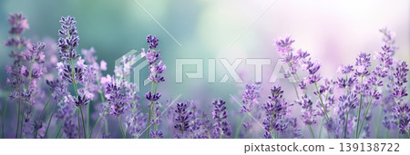 Lavender field in bloom blurred background. Panoramic floral nature scene. Fine delicate violet flowers plant. Soft focused blooming on blur natural backdrop. Panorama wide banner for website. Header Lavender field in bloom blurred background. Panoramic floral nature scene. Fine delicate violet flowers plant. Soft focused blooming on blur natural backdrop. Panorama wide banner for website. Header 139138722