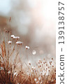 Autumn landscape nature. Dried flowers on the field, banner. Selective focus. Sweet meadow at sunset blurry background. Warm blurred grass on golden hour sunset or sunrise time. Tranquil fall backdrop 139138757