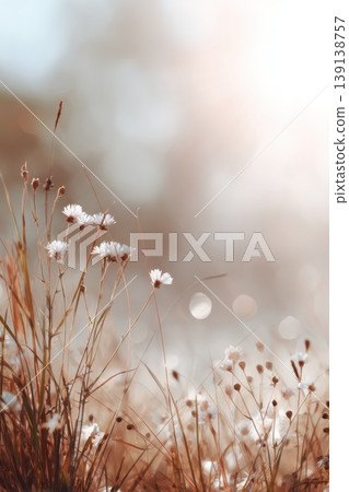 Autumn landscape nature. Dried flowers on the field, banner. Selective focus. Sweet meadow at sunset blurry background. Warm blurred grass on golden hour sunset or sunrise time. Tranquil fall backdrop Autumn landscape nature. Dried flowers on the field, banner. Selective focus. Sweet meadow at sunset blurry background. Warm blurred grass on golden hour sunset or sunrise time. Tranquil fall backdrop 139138757