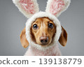 Black tan dachshund dog wearing a white pink bunny ear poses against a grey background. Happy Easter concept. Cute puppy portrait isolated on color. Spring greeting card. Dog dressed rabbit costume 139138779