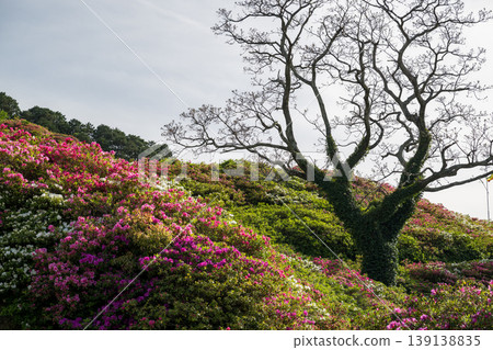 Azaleas in bloom, the sun setting over the sea Azaleas in bloom, the sun setting over the sea 139138835