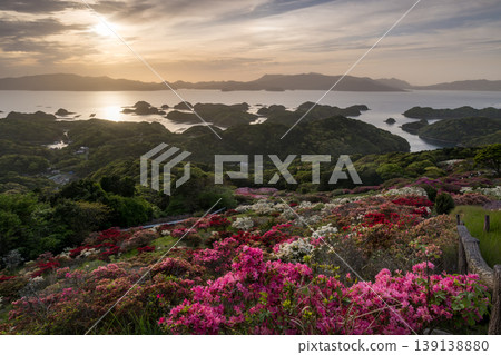 Azaleas in bloom, the sun setting over the sea Azaleas in bloom, the sun setting over the sea 139138880