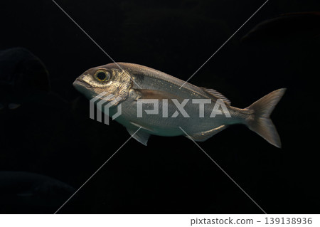 A red seabream (Spondyliosoma cantharus) swims gracefully along the seabed in a perfect natural environment A red seabream (Spondyliosoma cantharus) swims gracefully along the seabed in a perfect natural environment 139138936