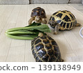 Russian tortoises and African spurred tortoises surrounding komatsuna (Japanese mustard spinach) Russian tortoises and African spurred tortoises surrounding komatsuna (Japanese mustard spinach) 139138949