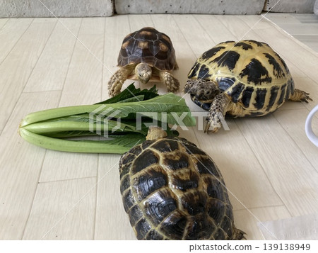 Russian tortoises and African spurred tortoises surrounding komatsuna (Japanese mustard spinach) Russian tortoises and African spurred tortoises surrounding komatsuna (Japanese mustard spinach) 139138949