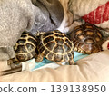 A Russian tortoise and a African spurred tortoise sleeping together A Russian tortoise and a African spurred tortoise sleeping together 139138950