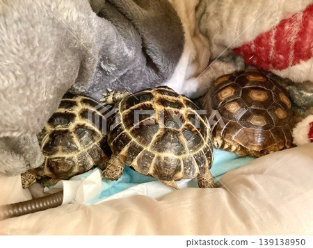 A Russian tortoise and a African spurred tortoise sleeping together A Russian tortoise and a African spurred tortoise sleeping together 139138950