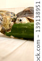 Russian tortoises and African spurred tortoises targeting cucumbers Russian tortoises and African spurred tortoises targeting cucumbers 139138951
