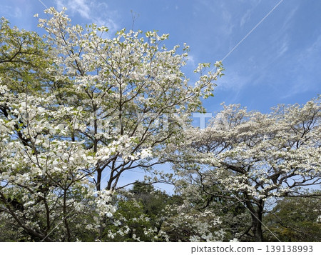 山茱萸盛開,藍天映襯,春日美景 山茱萸盛開,藍天映襯,春日美景 139138993