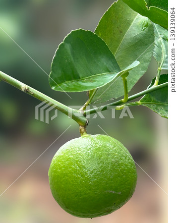 fresh lemon on tree 139139064