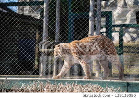 Eurasian lynx walking inside a fenced zoo enclosure with metal mesh and wooden structures in daylight. Wildlife, captivity, safety Eurasian lynx walking inside a fenced zoo enclosure with metal mesh and wooden structures in daylight. Wildlife, captivity, safety 139139080