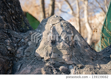 Artificial textured concrete structure shaped around a tree trunk in a zoo environment with natural background and sunlight. Material, design, construction Artificial textured concrete structure shaped around a tree trunk in a zoo environment with natural background and sunlight. Material, design, construction 139139082