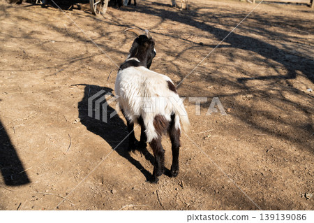 Domestic goat with black and white fur and curved horns walking on dry ground in a zoo enclosure under sunlight. Farm animal, livestock, agriculture Domestic goat with black and white fur and curved horns walking on dry ground in a zoo enclosure under sunlight. Farm animal, livestock, agriculture 139139086