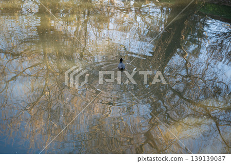 Eurasian coot swimming on pond water with tree reflections and circular ripples around the bird. Wildlife, nature, water surface 139139087