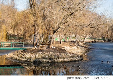 Mallard ducks and Eurasian coots on small island in park pond with bare trees and partially frozen water. Wildlife, urban nature, winter landscape 139139089