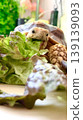 A sulcata tortoise happily eating sunny lettuce. A sulcata tortoise happily eating sunny lettuce. 139139093